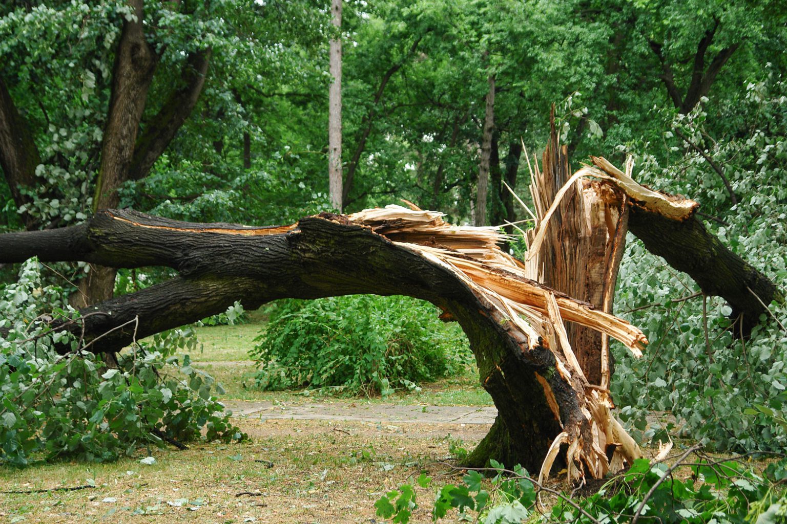Does insurance cover fallen trees Idea